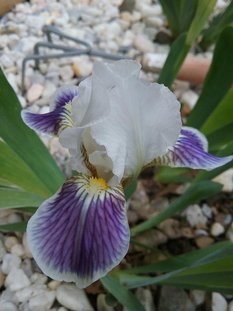 Standard Dwarf Bearded Iris (Iris 'Frost Tipped') in the Irises Database