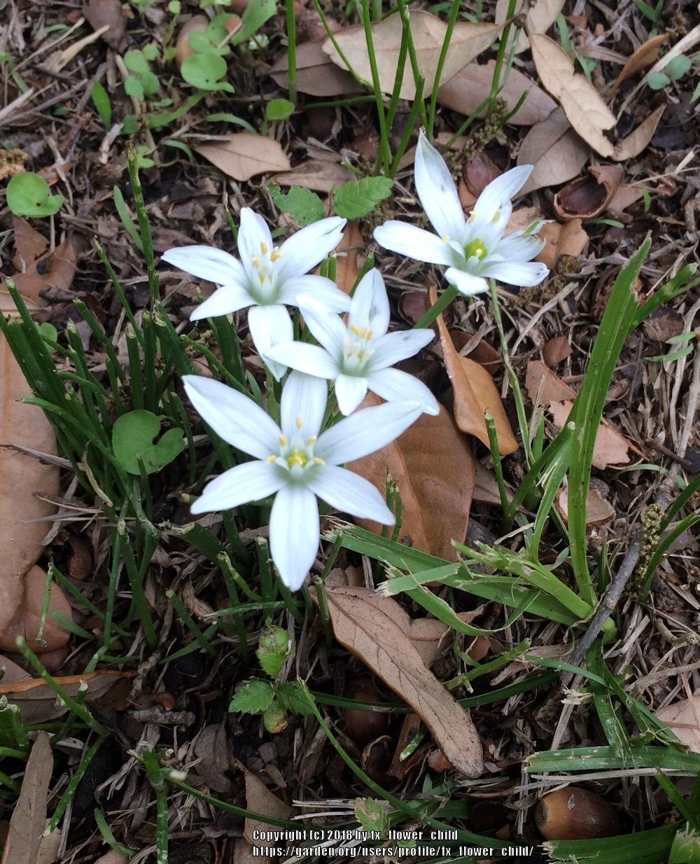 Rain Lilies: Plant Care and Collection of Varieties - Garden.org