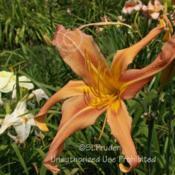 Location: Private Daylily Garden, MI (Adams)Date: 2010-07-15