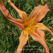 Location: Private Daylily Garden, MI (Adams)Date: 2010-07-15