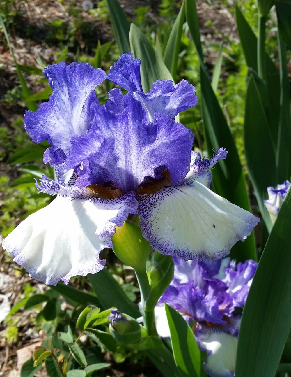Photo of the bloom of Tall Bearded Iris (Iris 'Texas Two Step') posted by FAIRYROSE