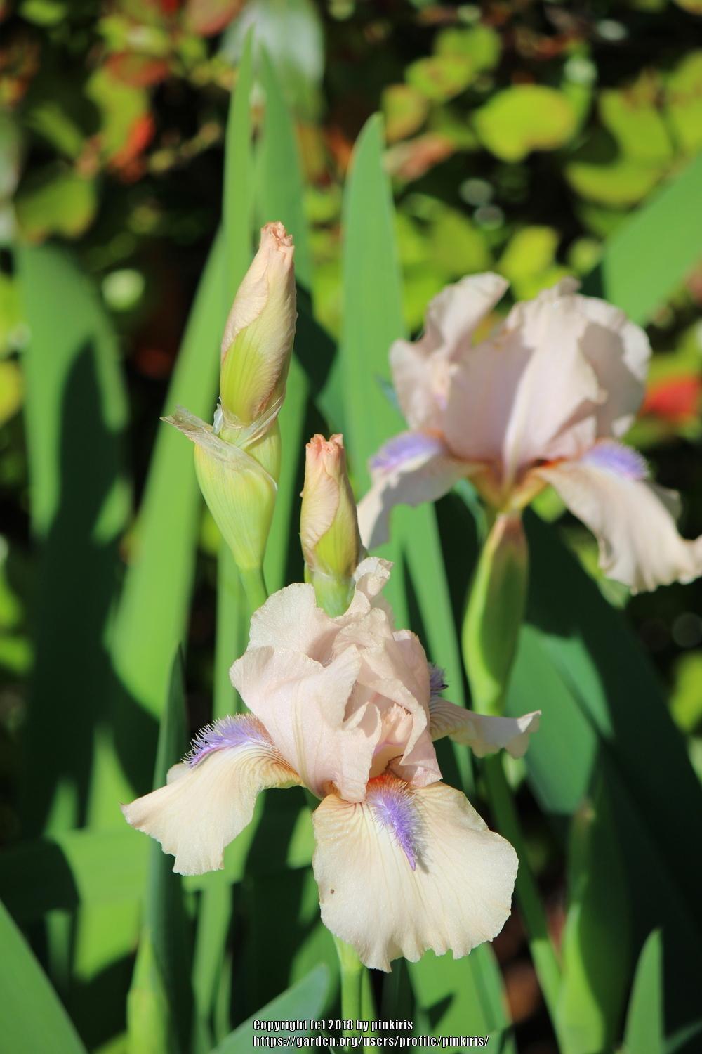 Photo of the closeup of buds, sepals and receptacles of Intermediate