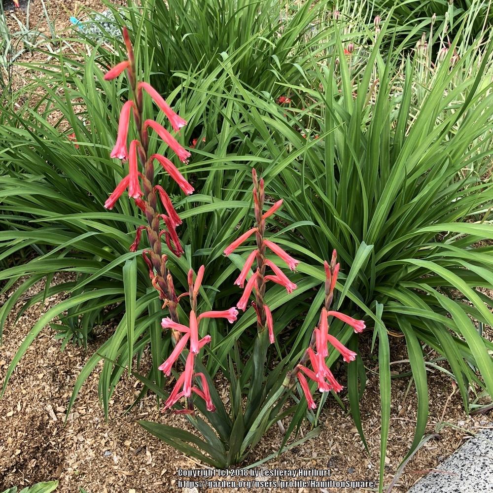 TÌNH YÊU CÂY CỎ ĐV 7 - Page 60 73751f