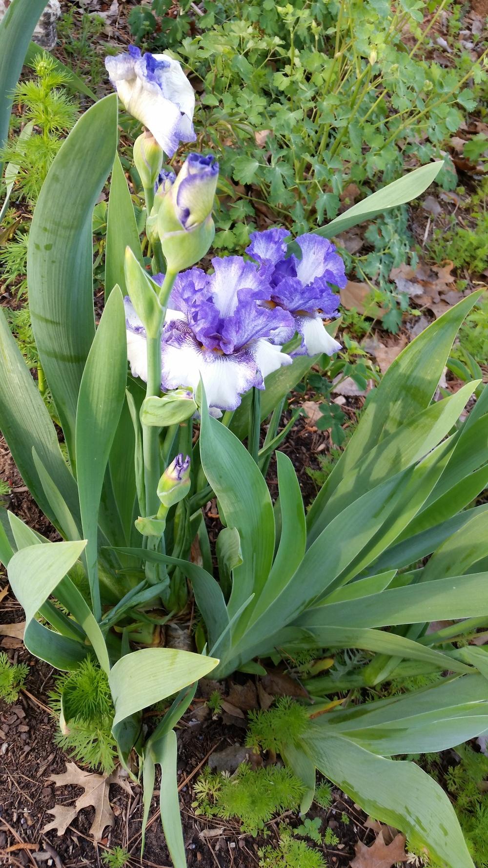 Photo of the stem, scape, stalk or bark of Tall Bearded Iris (Iris 'Texas Two Step') posted by