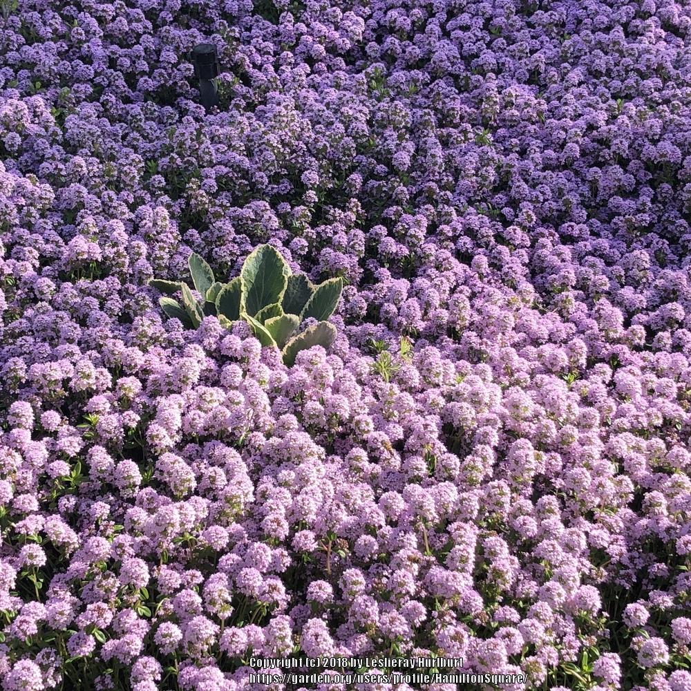 Creeping Thyme (Thymus longicaulis) in the Thymes Database