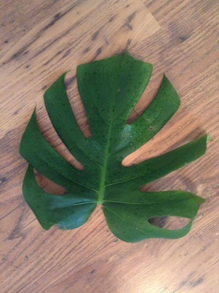 Houseplants Forum Decapitated Monstera Deliciosa Garden Org