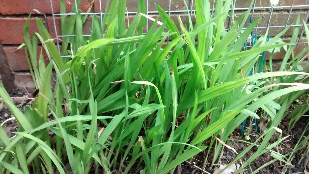 Grass like bulb plant in the Plant ID forum