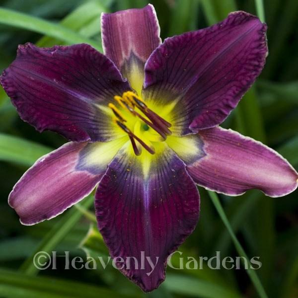 Daylily (Hemerocallis 'Cosmic Starburst') in the Daylilies Database