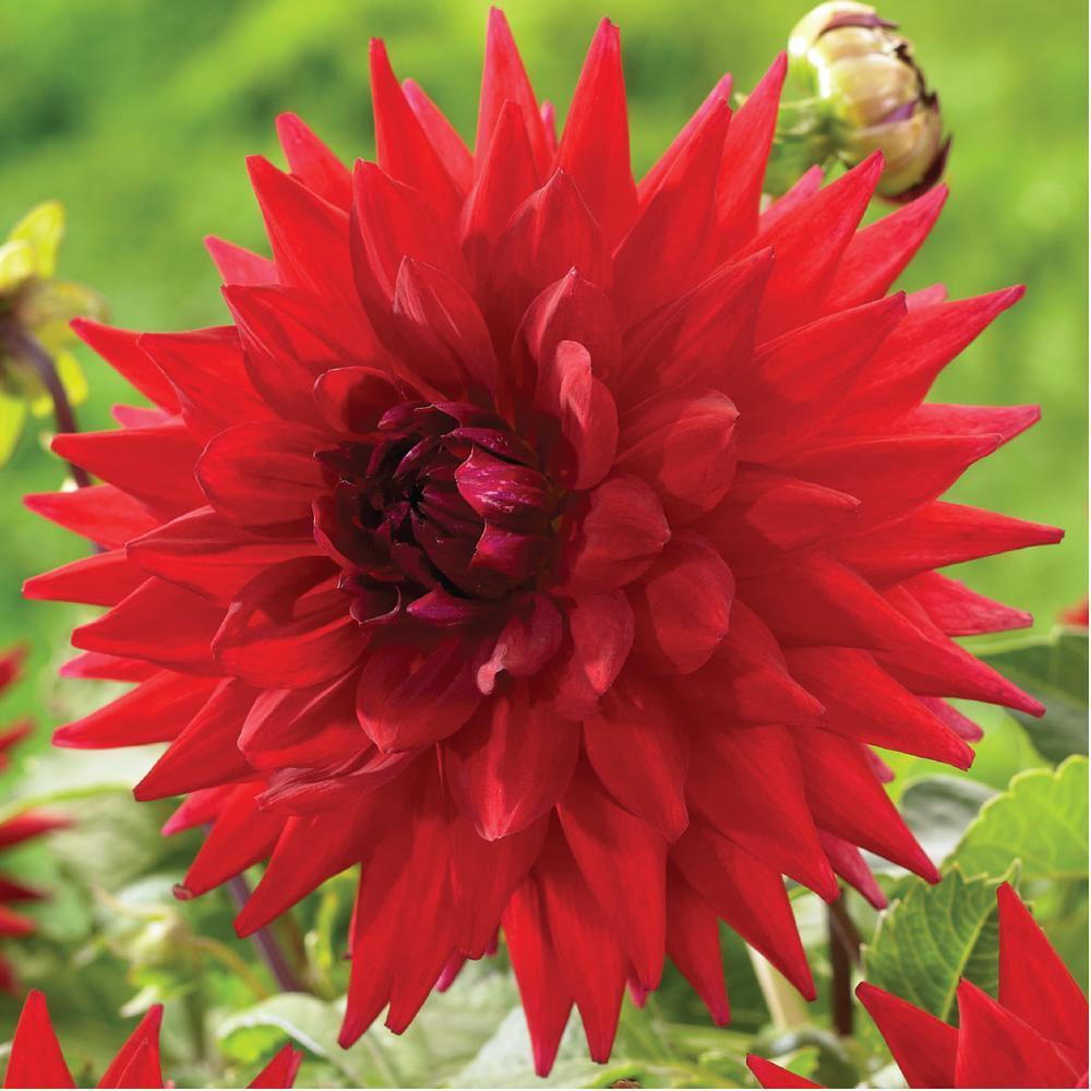 Dahlia &lsquo;Holly Huston&rsquo; in the Dahlias Database - Garden.org
