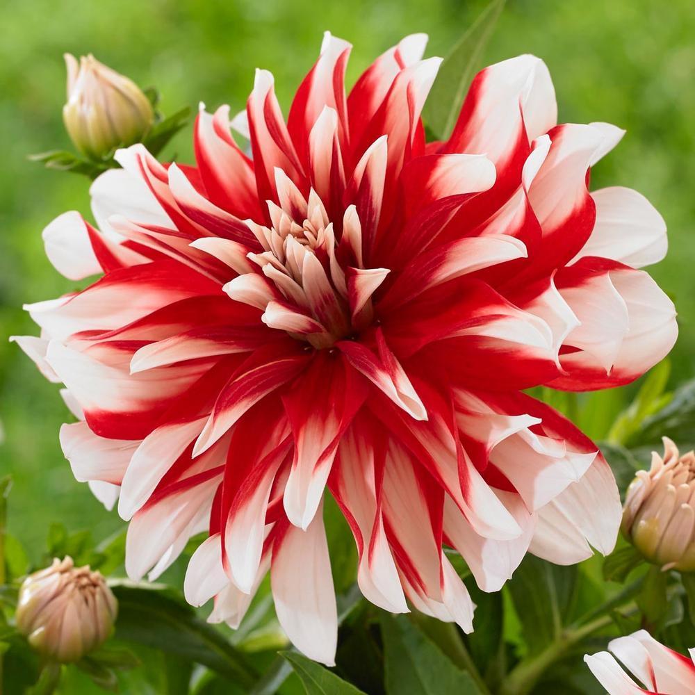 Dahlia 'Catching Fire' in the Dahlias Database