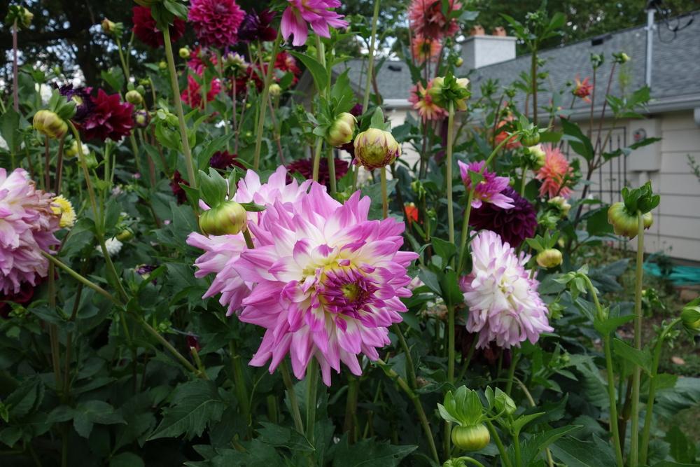 Dahlia ‘April Dawn’ in the Dahlias Database - Garden.org