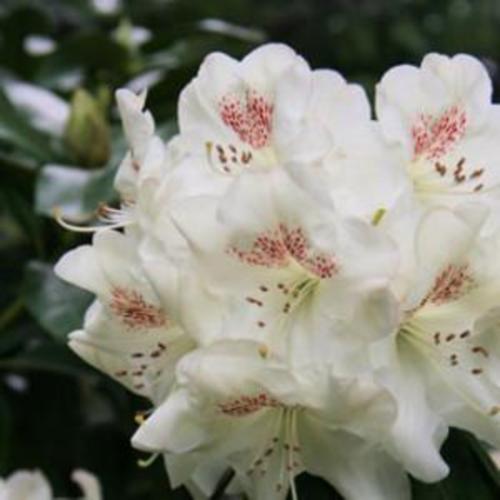 Rhododendron 'Butterfly' in the Rhododendrons Database
