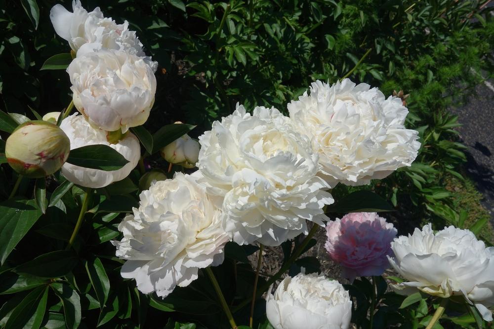 Photo of the entire plant of Peony (Paeonia lactiflora &lsquo;Henry Sass