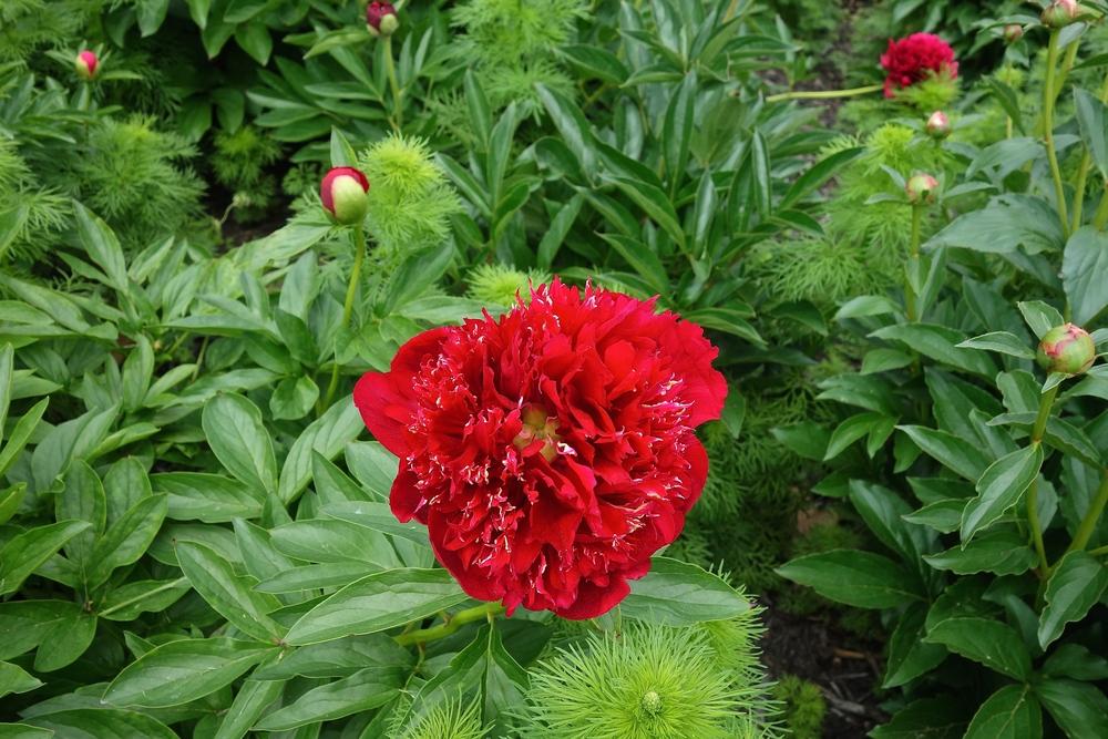 Garden Peony (Paeonia 'Auten's 1816') in the Peonies Database