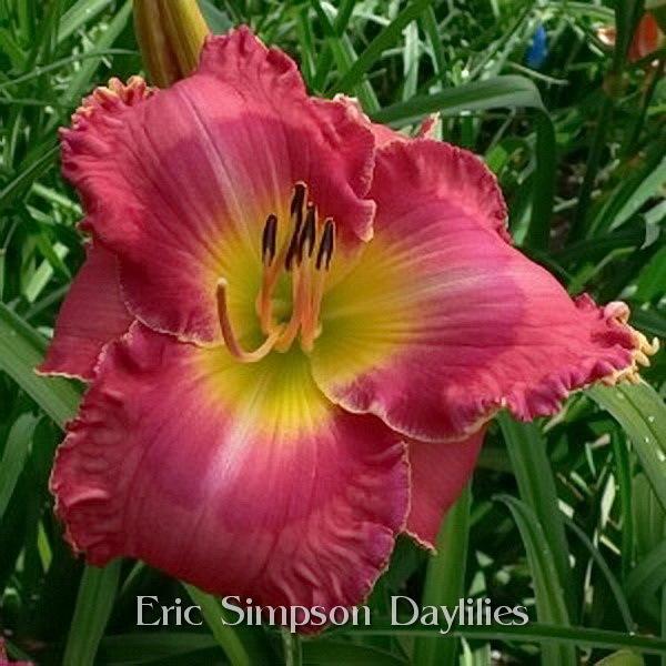 Daylily (Hemerocallis 'Runway Fashion') in the Daylilies Database