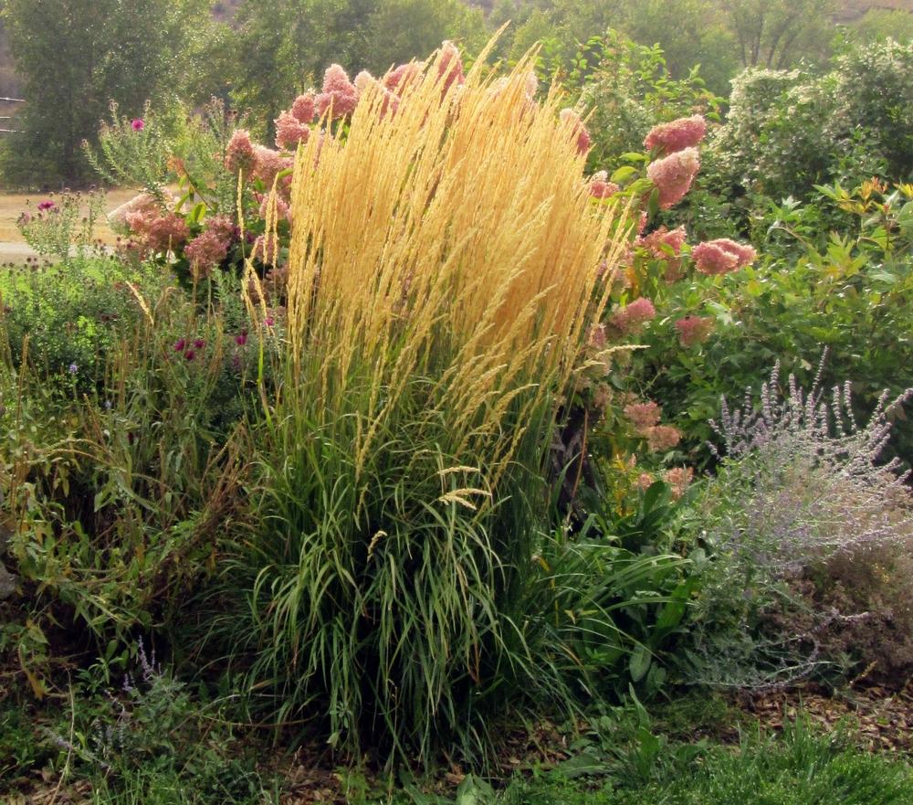 Photo of the entire plant of Feather Reed Grass (Calamagrostis x