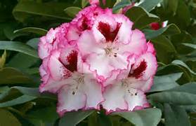 Rhododendron ‘Cherry Cheesecake’ in the Rhododendrons Database - Garden.org
