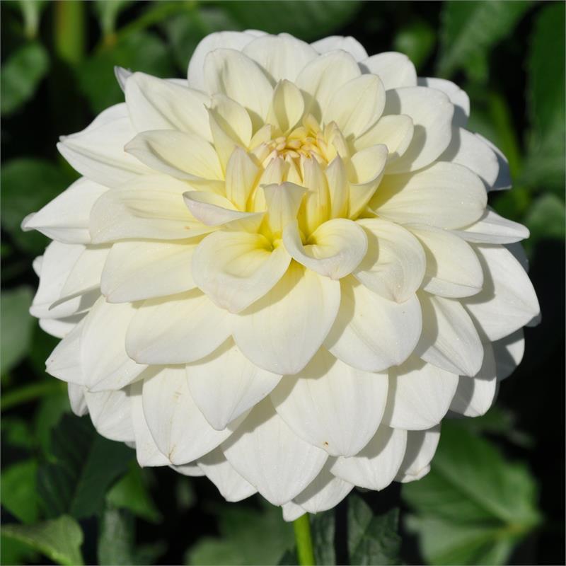 Dahlia 'Marshmallow' in the Dahlias Database