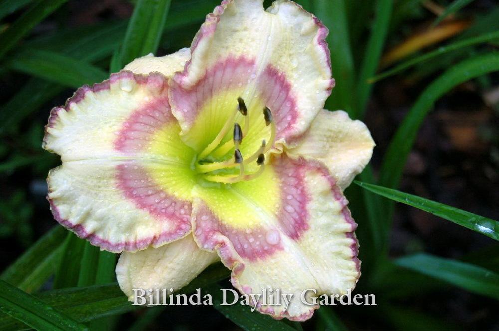 Daylily (Hemerocallis 'Anniversary Ring') in the Daylilies Database