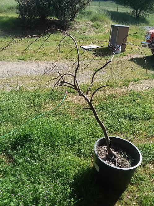 Ask A Question Forum Can I Revive This Dead Japanese Maple Garden Org