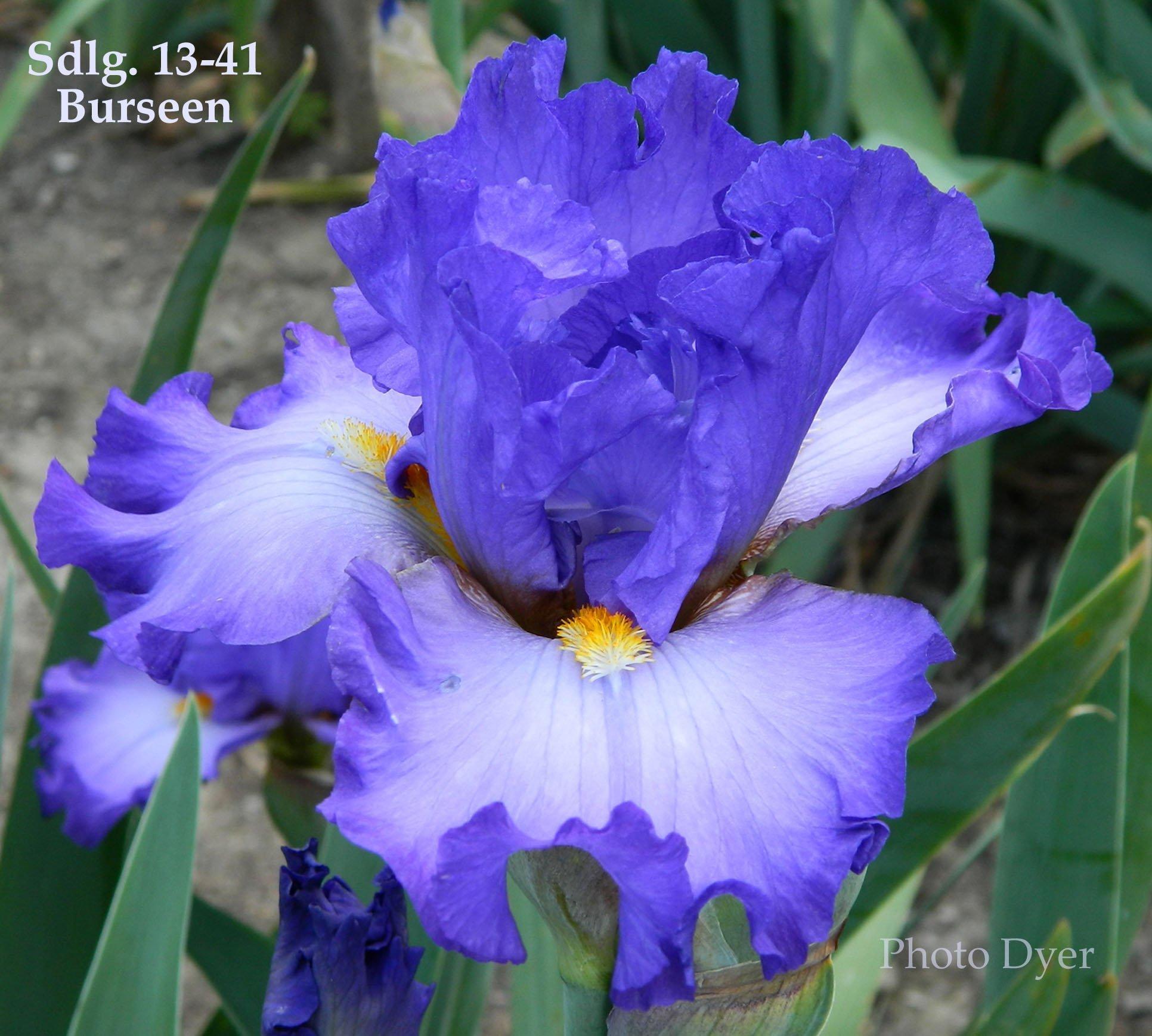 Tall Bearded Iris (Iris 'Mystic Wind') in the Irises Database