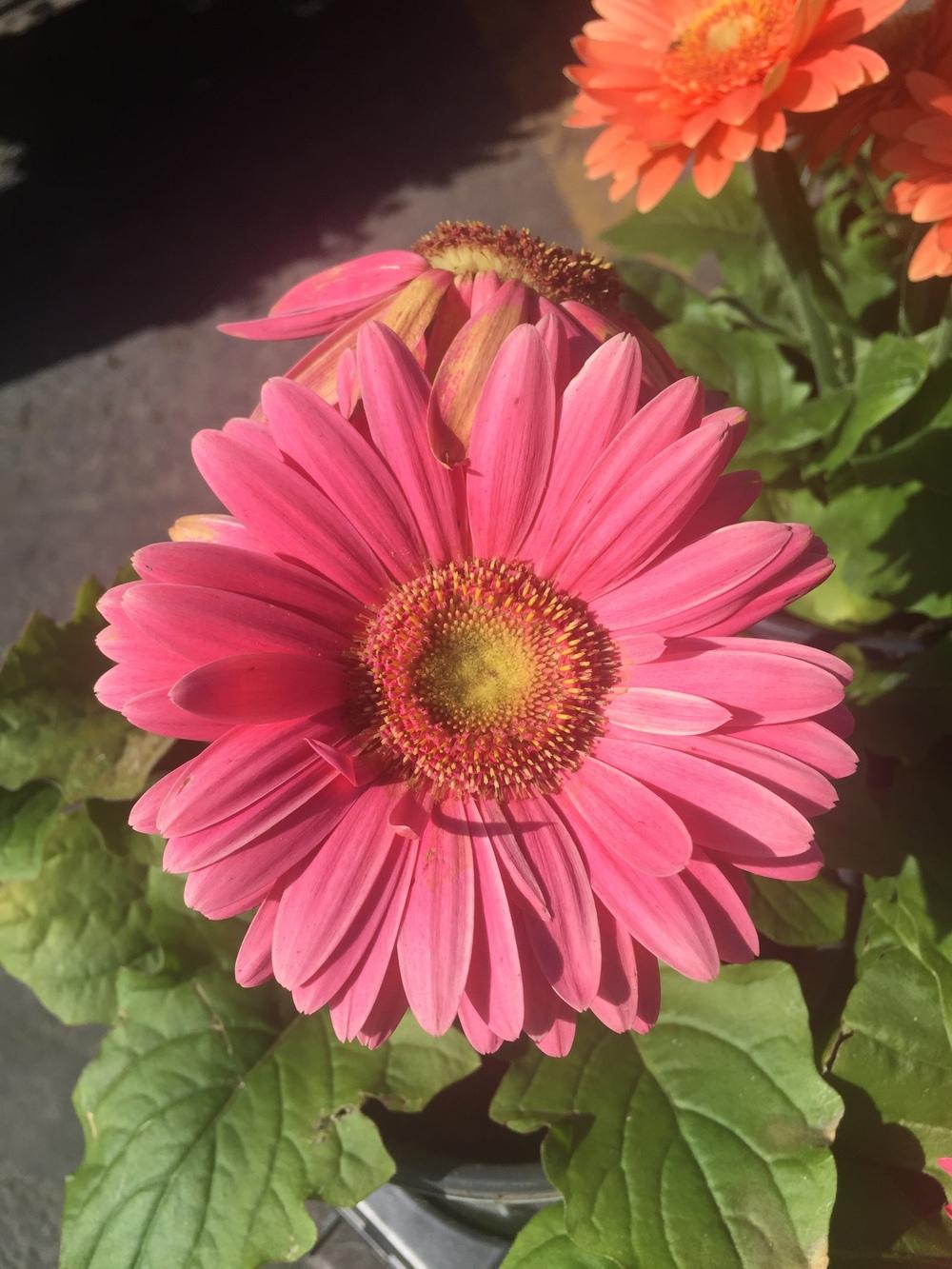 Gerbera Daisy (Gerbera jamesonii Jaguar™ Mix)