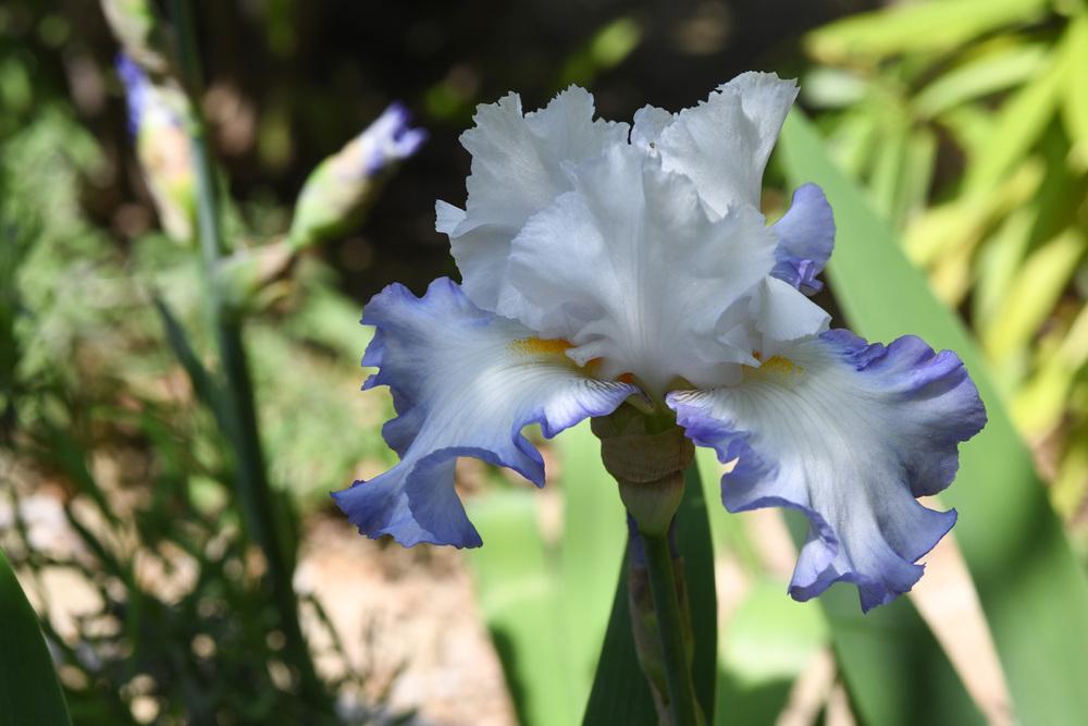 Photo of the bloom of Tall Bearded Iris (Iris 'Beautiful Victoria') posted by cliftoncat