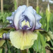 Location: my yardDate: 2007-05-10