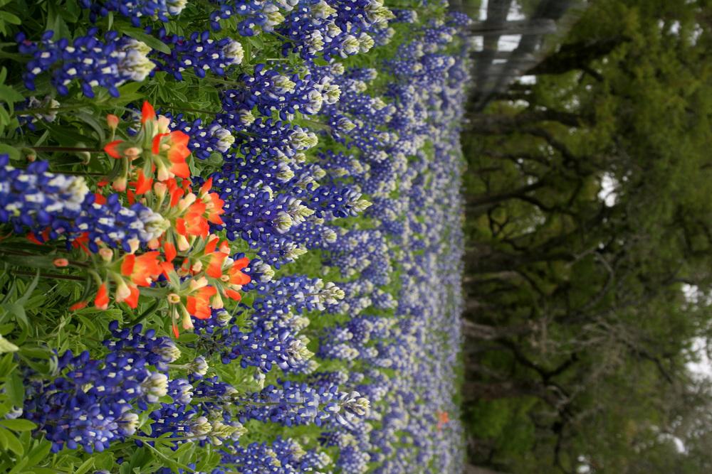 Who can grow Indian paintbrush? in the Wildflowers forum