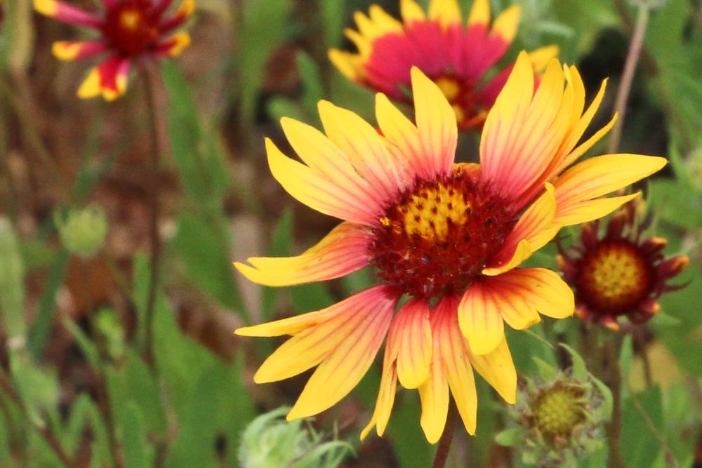 Blanket Flowers Plant Care and Collection of Varieties
