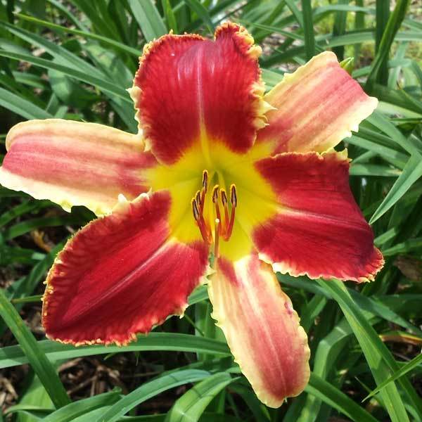 Daylily (Hemerocallis ‘Bicolor Goatfish’) in the Daylilies Database