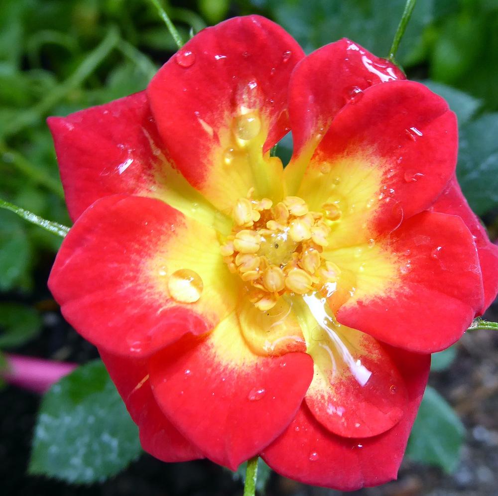 Rose Not Rosa Rose (Rosa 'Why Not') in the Roses Database - Garden.org