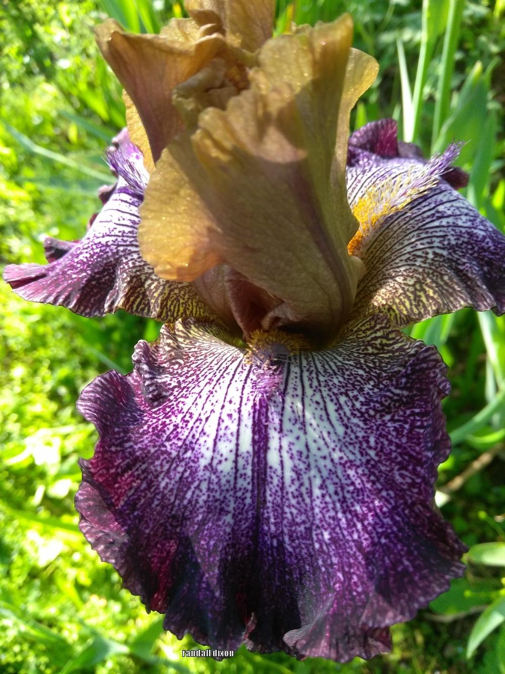 Photo of the bloom of Tall Bearded Iris (Iris 'Egyptian') posted by arilbred