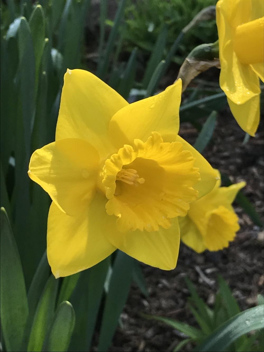 Trumpet Daffodil (Narcissus 'Arctic Gold') in the Daffodils Database