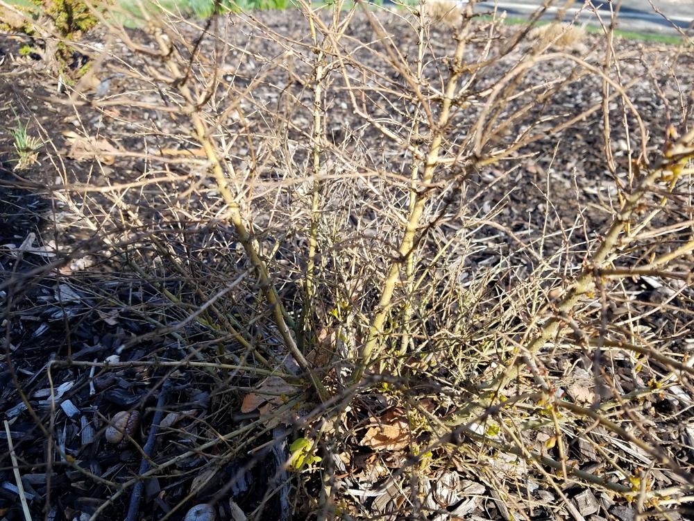 Ask A Question Forum Sunshine Privet Healthy Leaves Dropped Garden Org