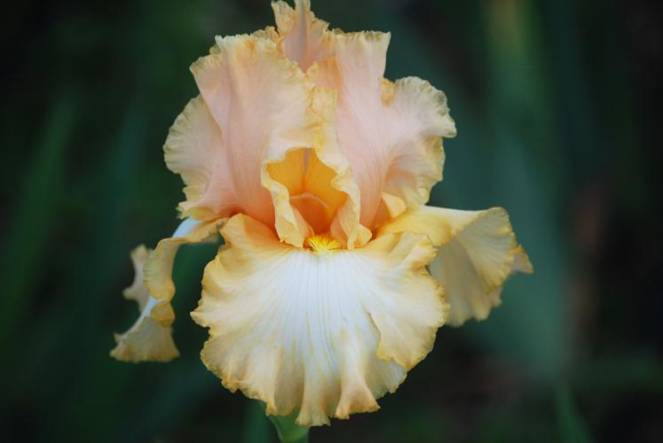 Photo of the bloom of Tall Bearded Iris (Iris ‘Barbara My Love’) posted