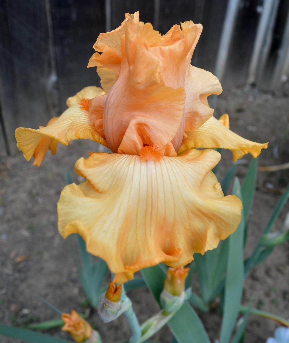 Tall Bearded Iris (Iris �China Dragon�) in the Irises
