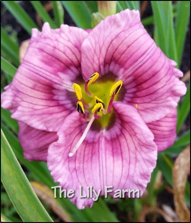 Daylily (Hemerocallis 'Lily Farm Time Tunnel') in the Daylilies
