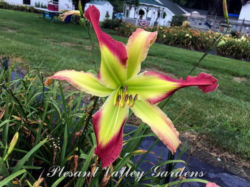 Daylily (Hemerocallis 'Ohio Shooting Star') in the Daylilies Database