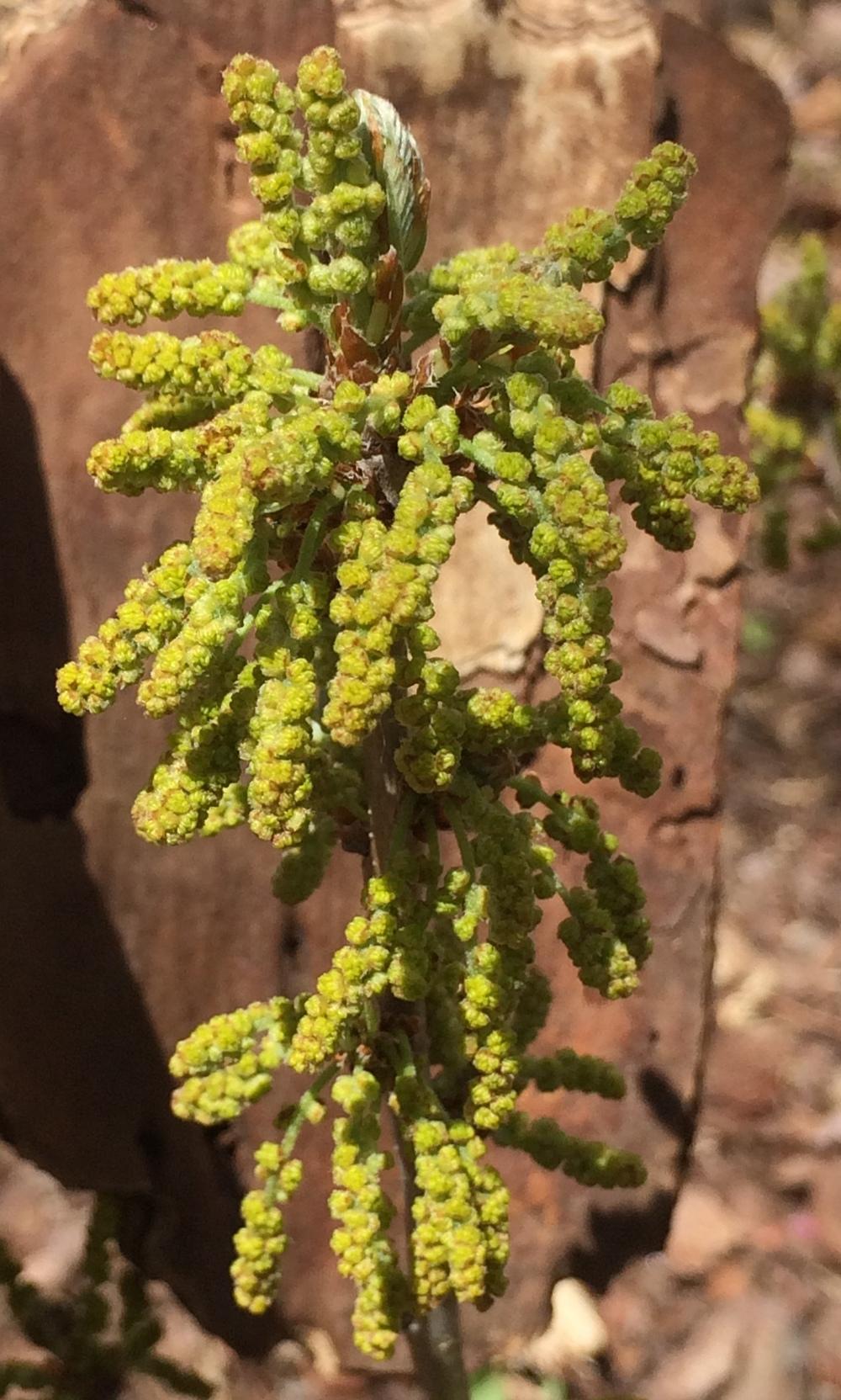 Photo of the bloom of Dwarf Chinkapin Oak (Quercus prinoides) posted by ...