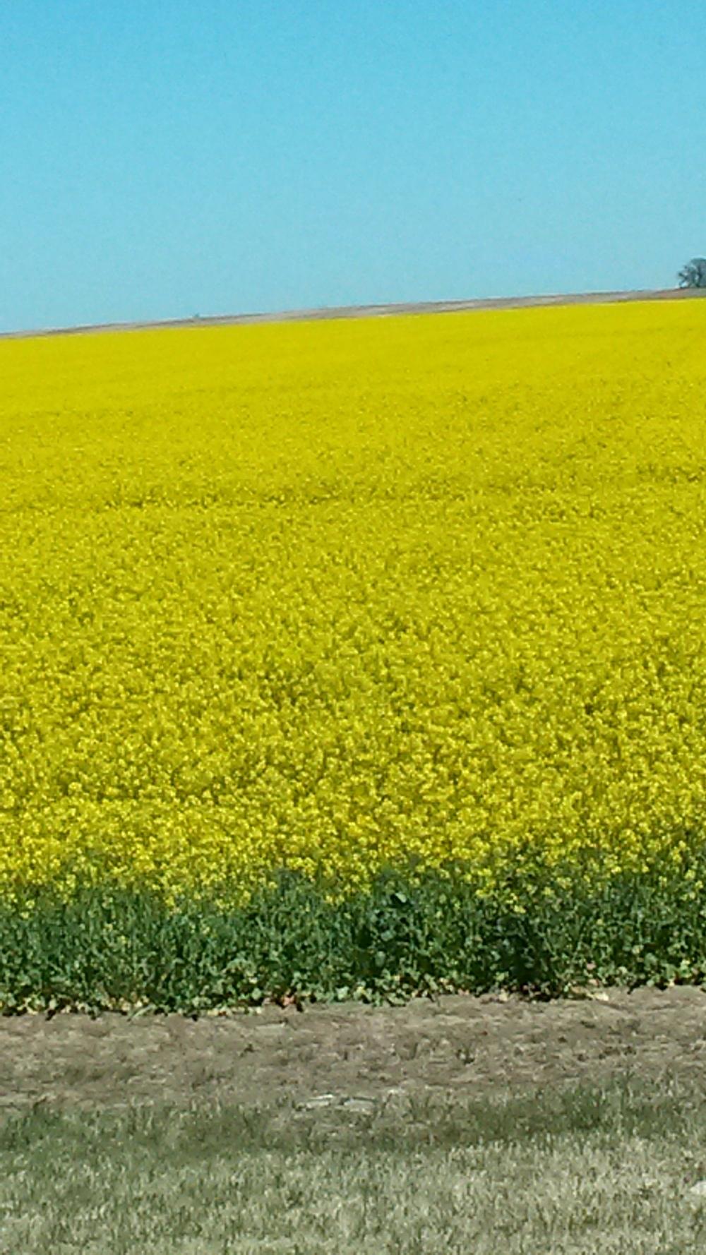Canola (Brassica napus 'Altex') in the Brassicas Database