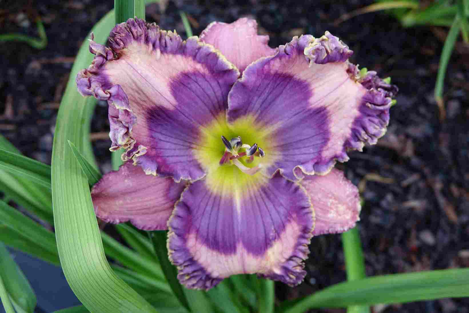 Photo of the bloom of Daylily (Hemerocallis 'Violets are Blue') posted