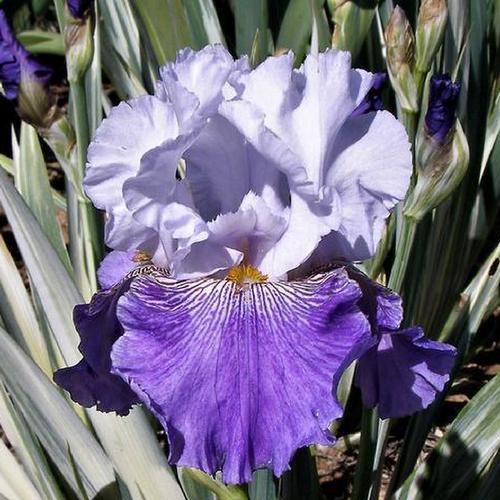 Tall Bearded Iris (Iris 'Lucky Streak') in the Irises Database