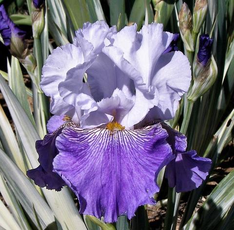Tall Bearded Iris (Iris 'Lucky Streak') in the Irises Database - Garden.org