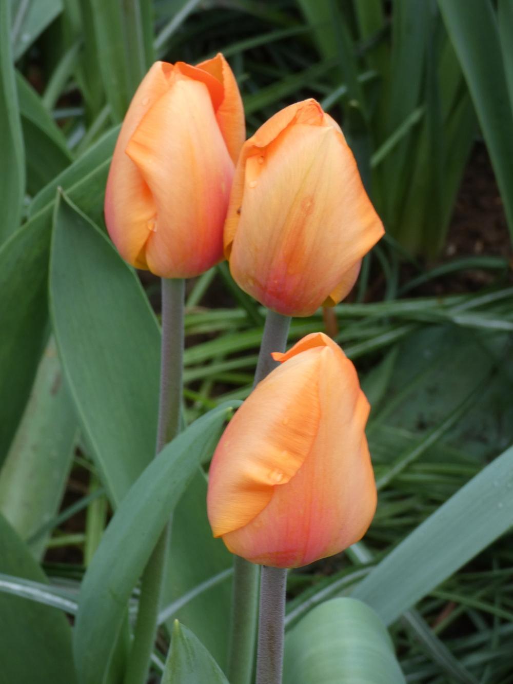 Tulip (Tulipa 'Lighting Sun') in the Tulips Database