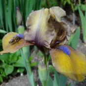 Location: From my collection. Poland.