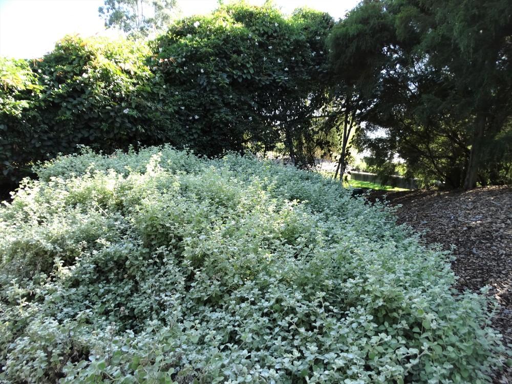 Licorice Plant (Helichrysum petiolare)