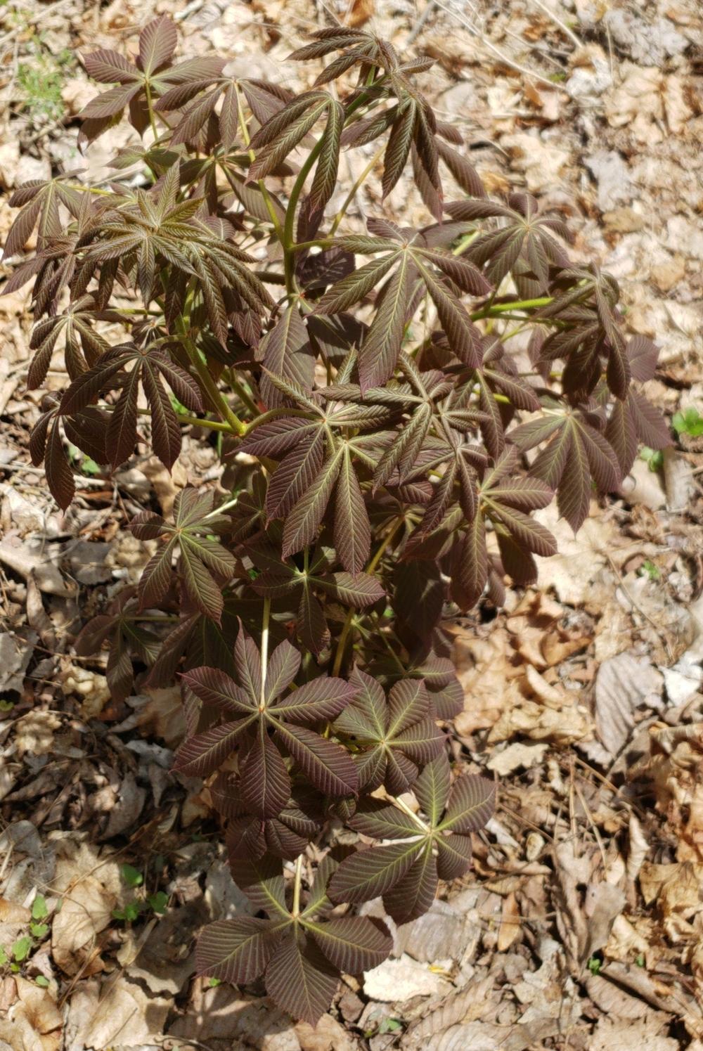 Plant ID forum: What's this plant's name - Garden.org