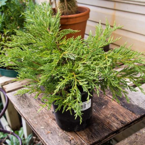Creeping Juniper (Juniperus horizontalis 'Youngstown')