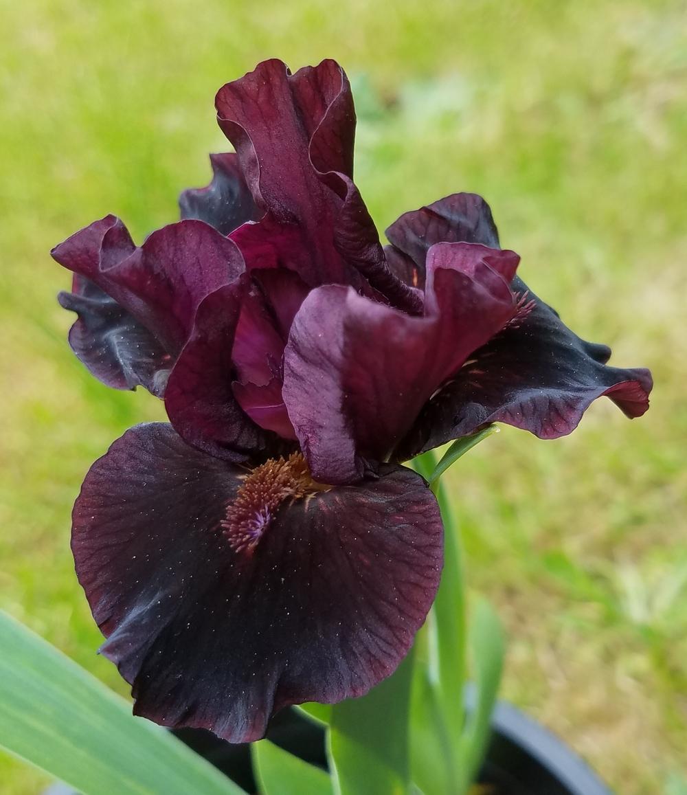 Miniature Dwarf Bearded Iris (Iris 'Bete Noire') in the Irises Database ...
